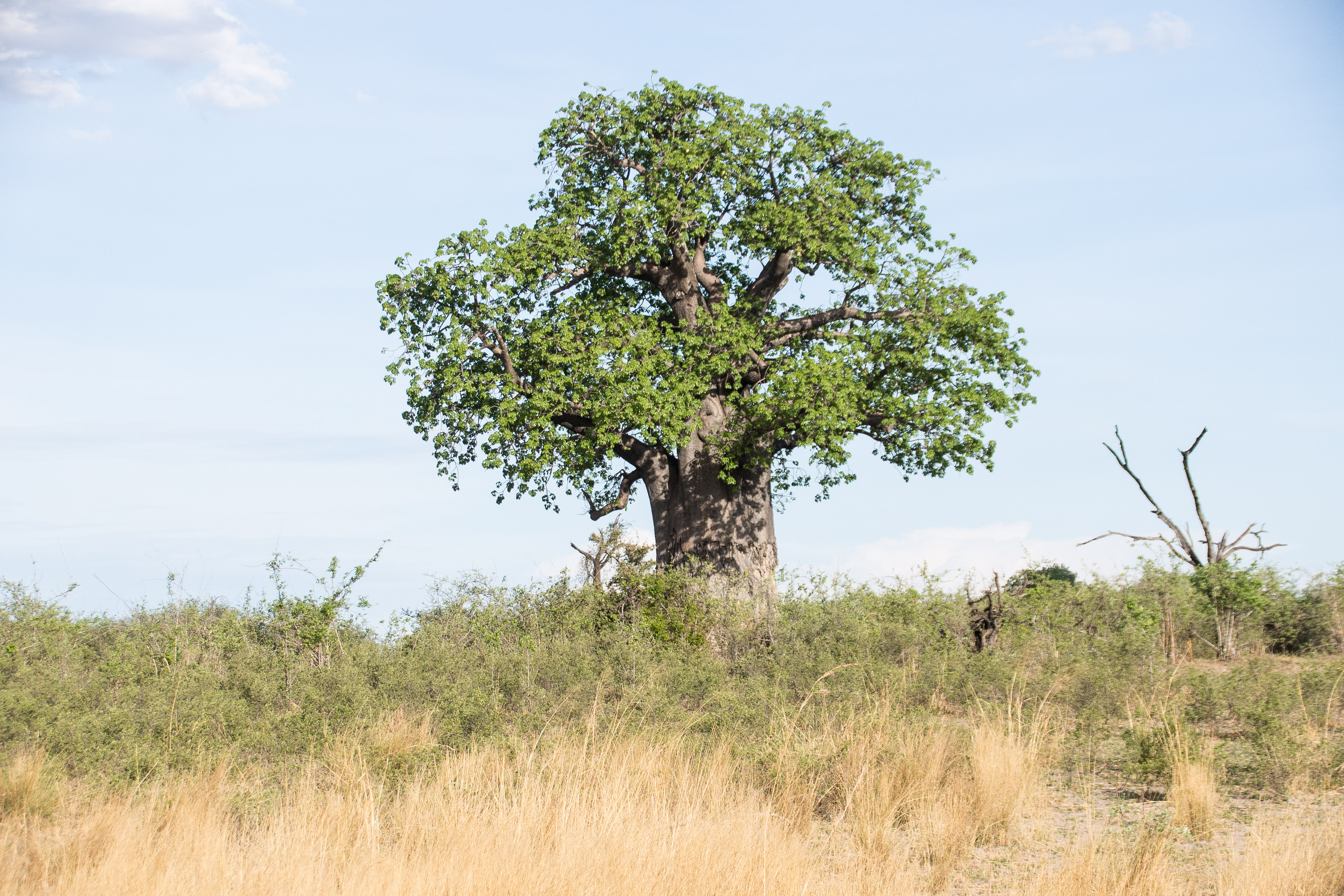 Baobab africain solitaire (Baobab, Adansonia digitata), Réserve de Kwando, Delta de l'Okavango, Botswana.